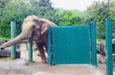 Below Ground Saracen Swing Gate Operators at Belfast Zoo